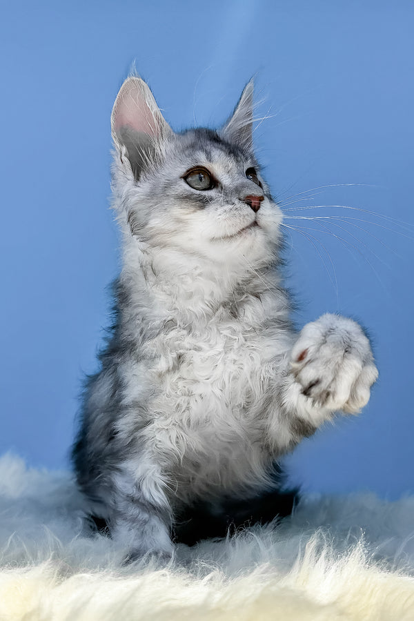 Marik | Maine Coon Kitten