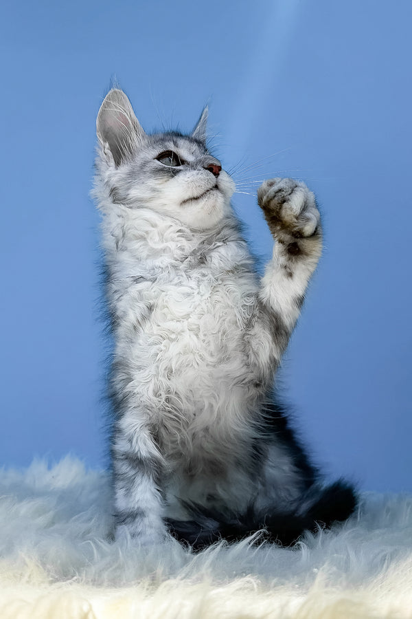 Marik | Maine Coon Kitten