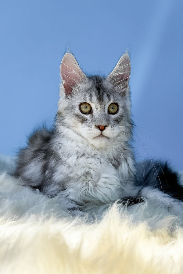 Marik | Maine Coon Kitten