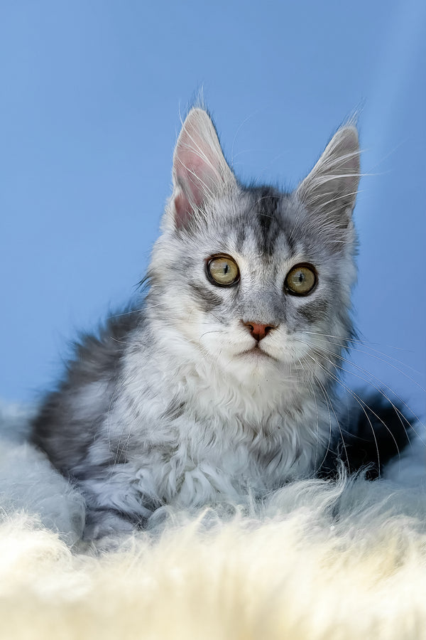 Marik | Maine Coon Kitten