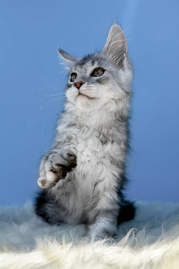 Marik | Maine Coon Kitten