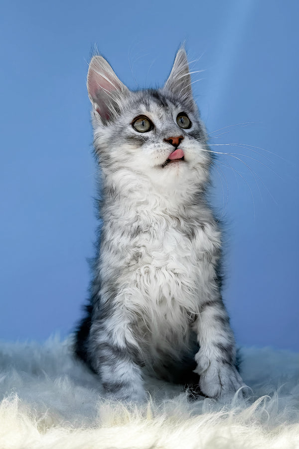 Marik | Maine Coon Kitten