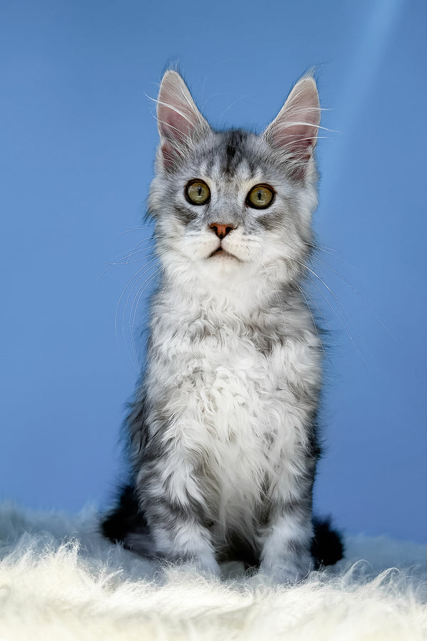 Marik | Maine Coon Kitten