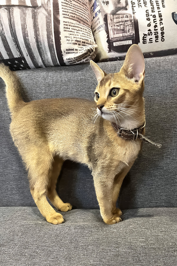 Marik | Abyssinian Kitten