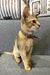 Marik | Abyssinian Kitten
