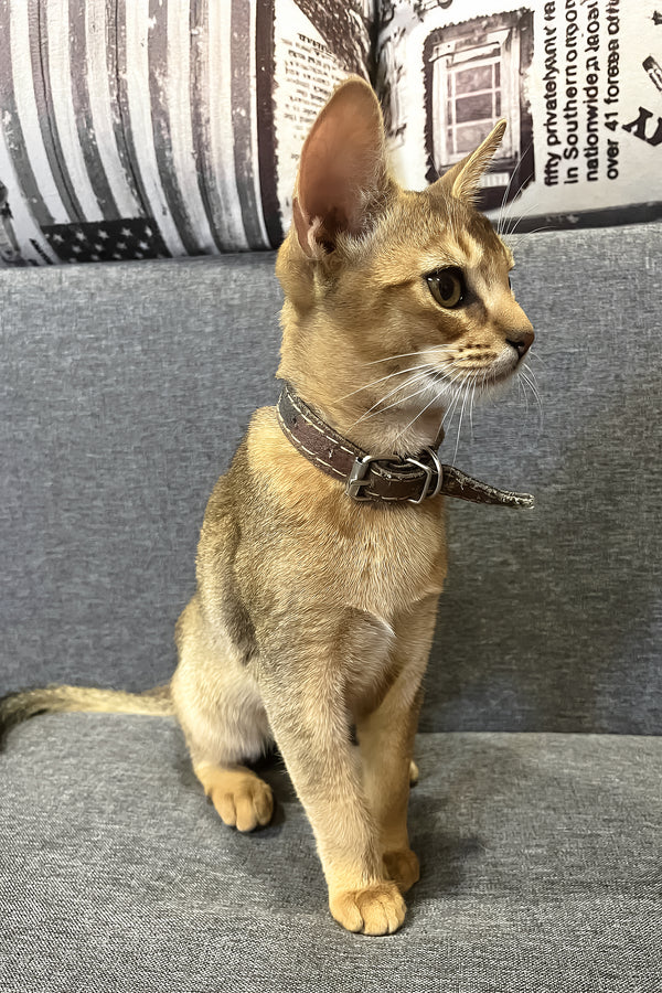 Marik | Abyssinian Kitten