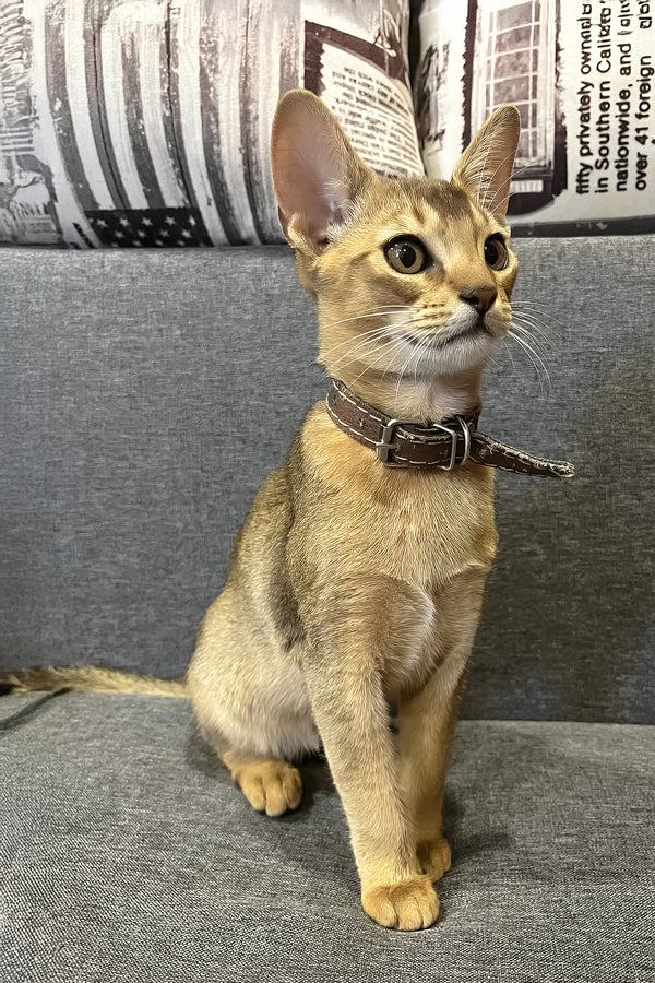 Marik | Abyssinian Kitten