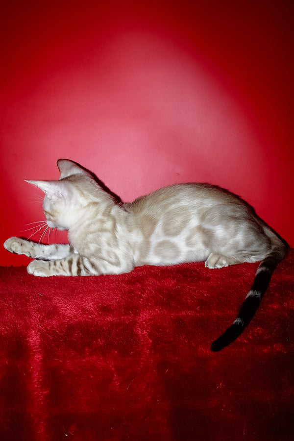 Marik | Bengal Kitten
