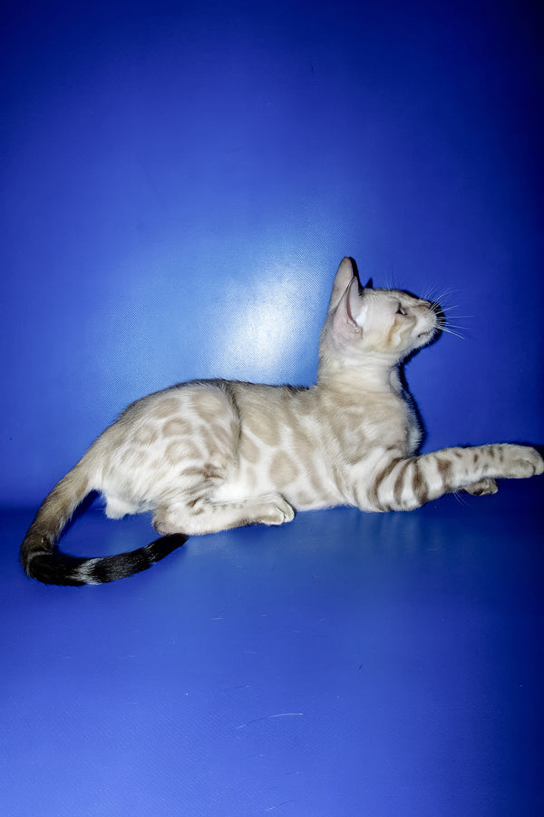 Marik | Bengal Kitten