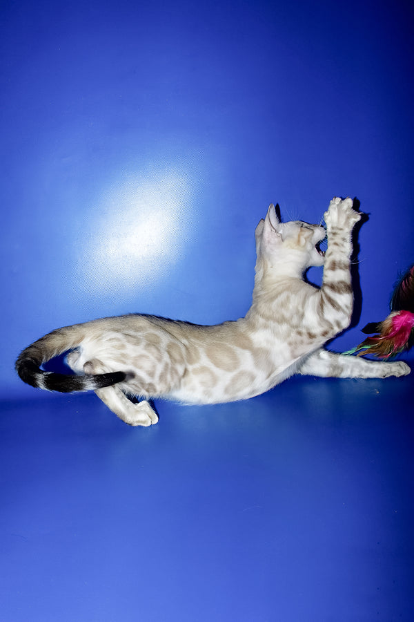 Marik | Bengal Kitten