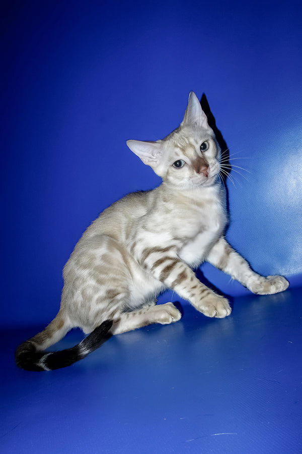 Marik | Bengal Kitten