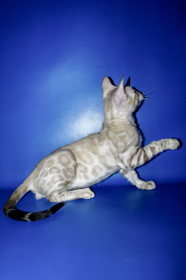 Marik | Bengal Kitten