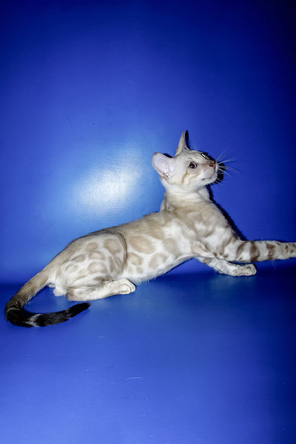 Marik | Bengal Kitten