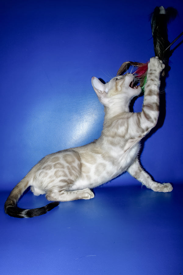 Marik | Bengal Kitten