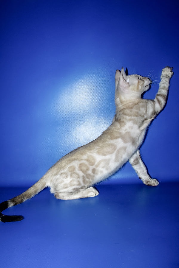 Marik | Bengal Kitten