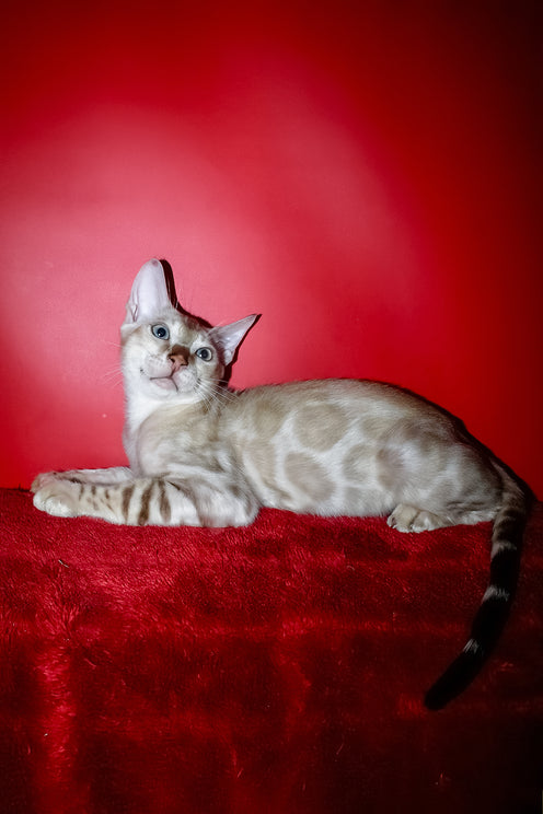Marik | Bengal Kitten