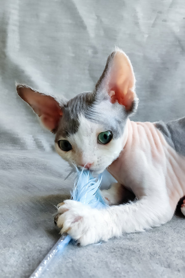 Merilyn | Devon Rex Kitten
