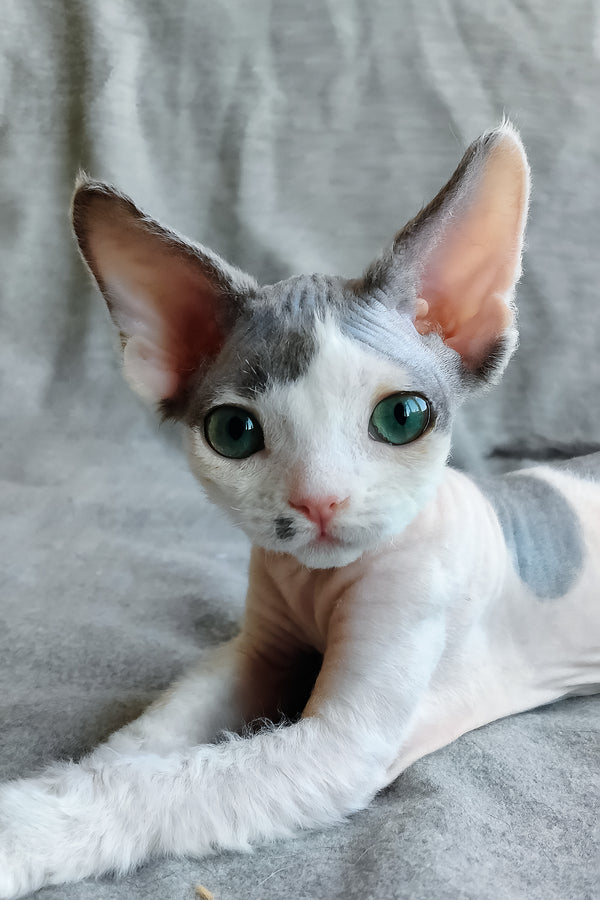 Merilyn | Devon Rex Kitten