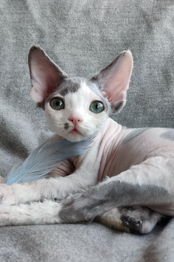 Merilyn | Devon Rex Kitten