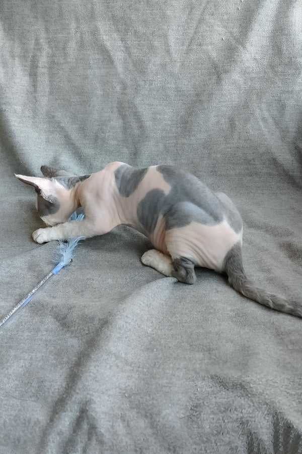 Merilyn | Devon Rex Kitten