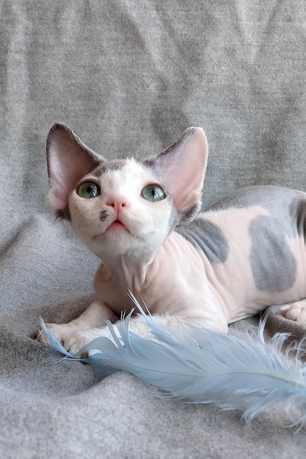 Merilyn | Devon Rex Kitten