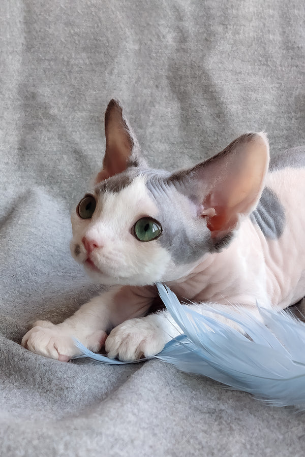 Merilyn | Devon Rex Kitten