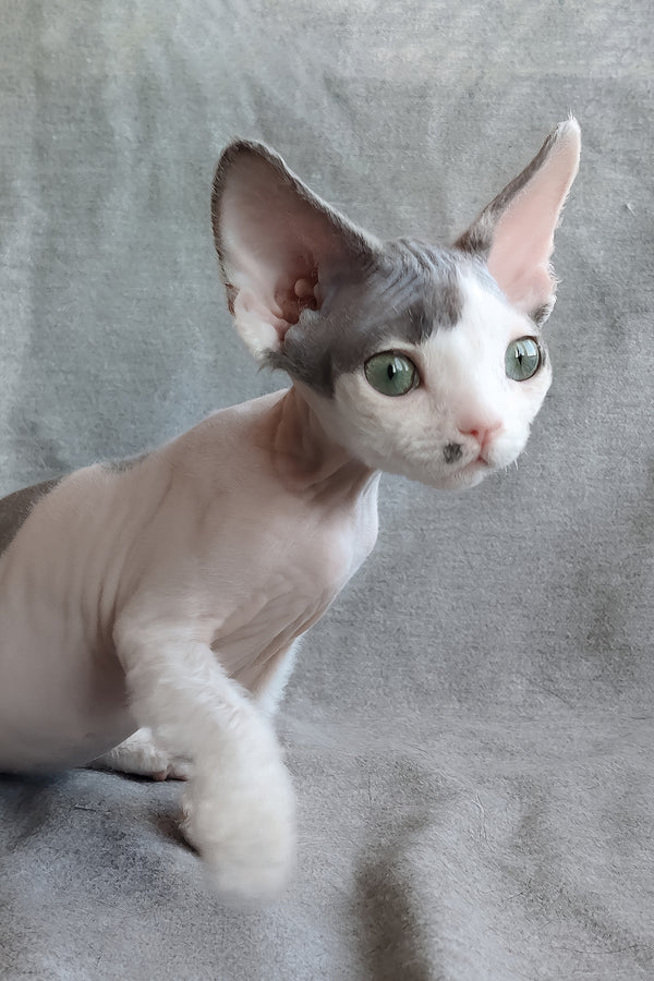 Merilyn | Devon Rex Kitten
