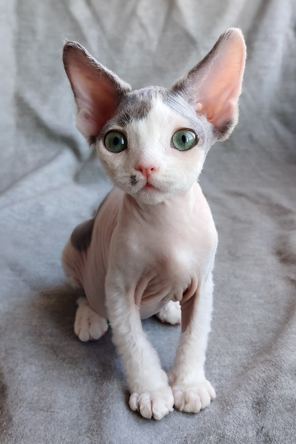 Merilyn | Devon Rex Kitten