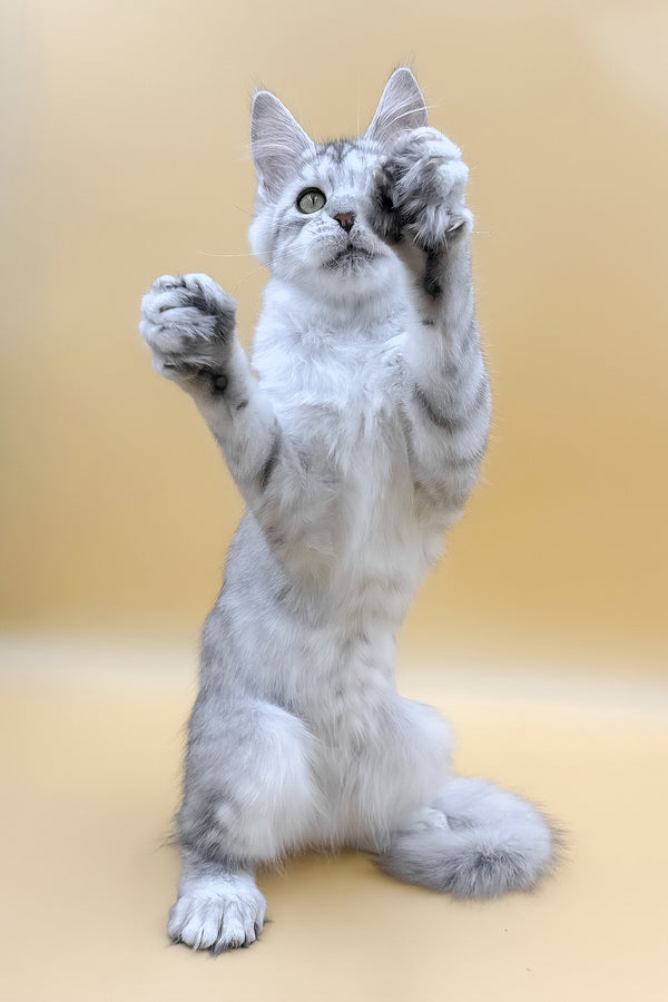 Marisha | Polydactyl Maine Coon Kitten