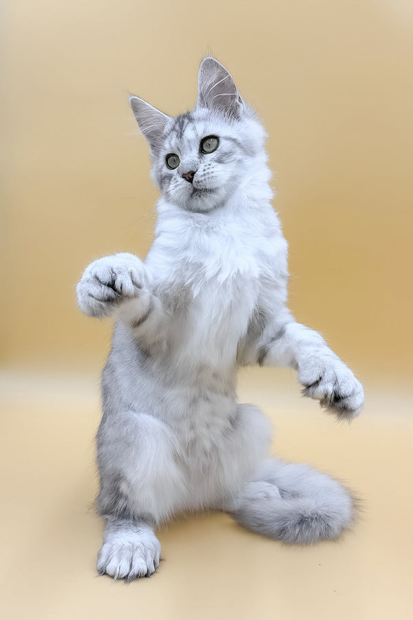 Marisha | Polydactyl Maine Coon Kitten