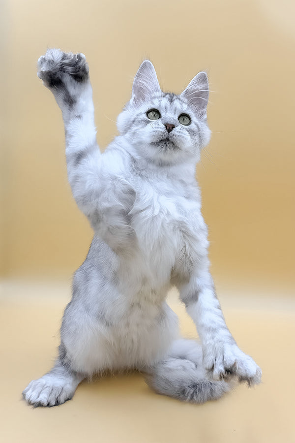 Marisha | Polydactyl Maine Coon Kitten