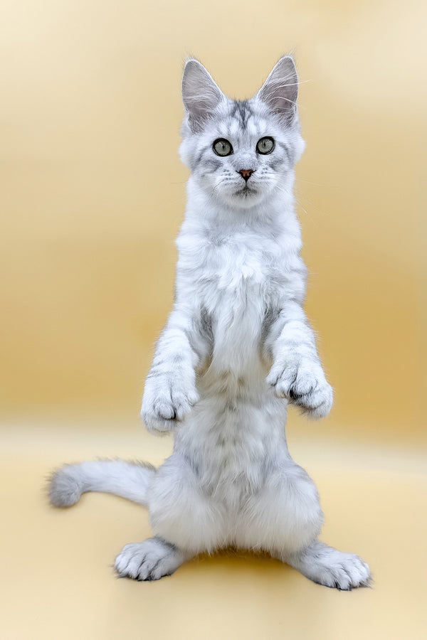 Marisha | Polydactyl Maine Coon Kitten