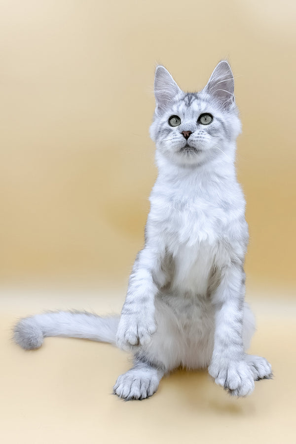 Marisha | Polydactyl Maine Coon Kitten