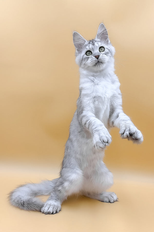 Marisha | Polydactyl Maine Coon Kitten