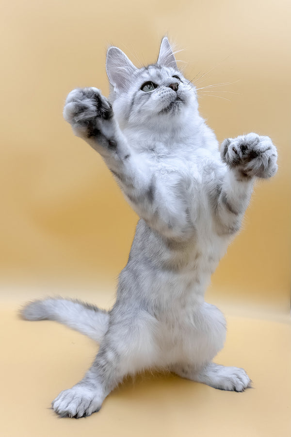 Marisha | Polydactyl Maine Coon Kitten