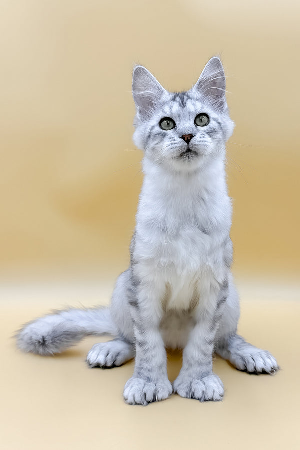 Marisha | Polydactyl Maine Coon Kitten