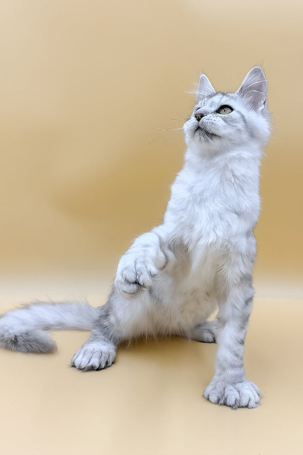 Marisha | Polydactyl Maine Coon Kitten