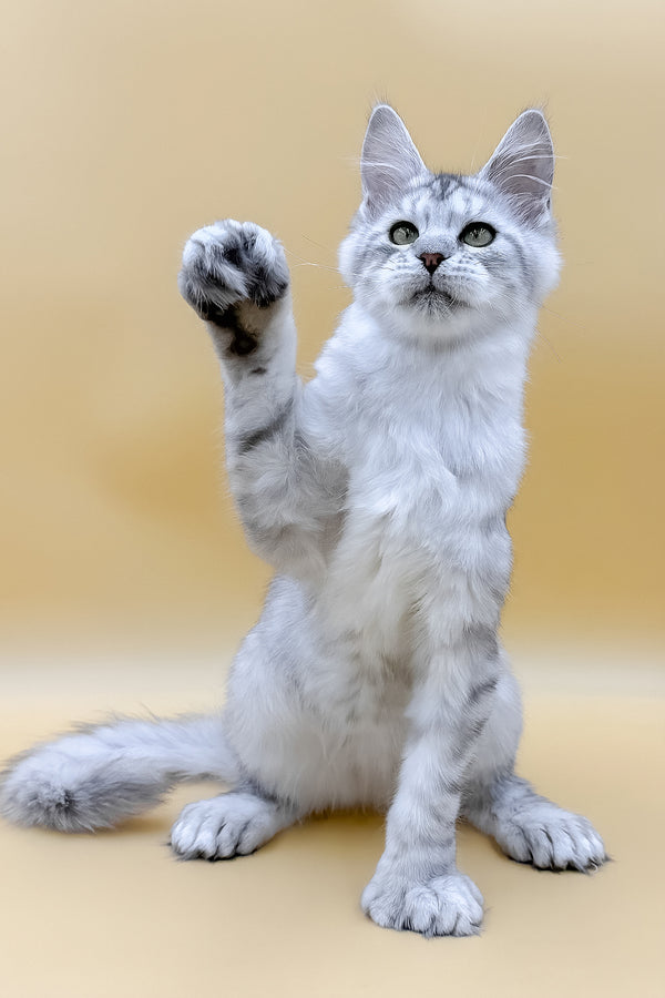 Marisha | Polydactyl Maine Coon Kitten