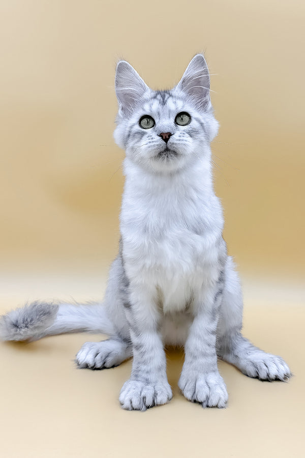 Marisha | Polydactyl Maine Coon Kitten