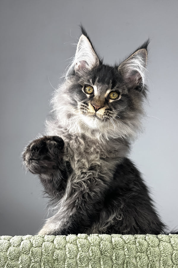 Mark | Polydactyl Maine Coon Kitten