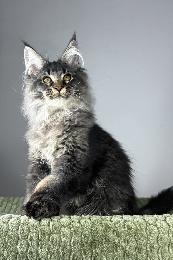Mark | Polydactyl Maine Coon Kitten