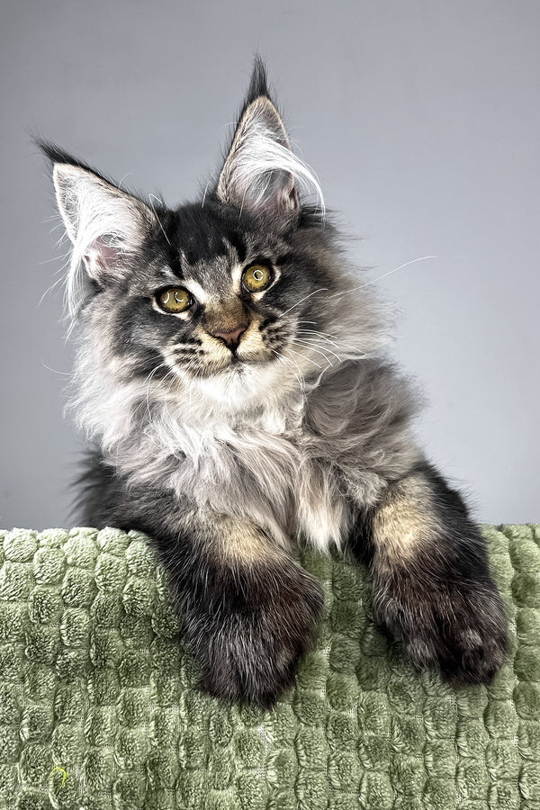 Mark | Polydactyl Maine Coon Kitten