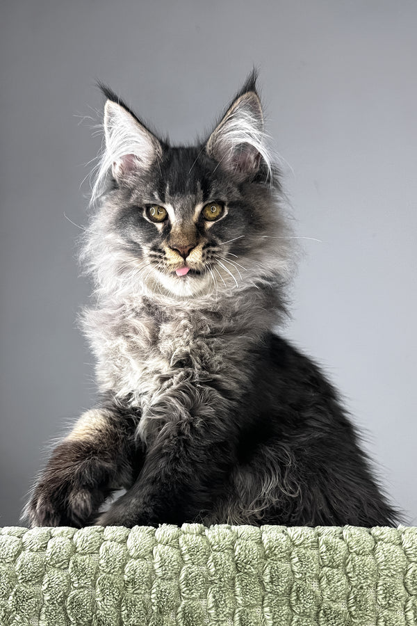Mark | Polydactyl Maine Coon Kitten