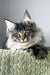 Mark | Polydactyl Maine Coon Kitten