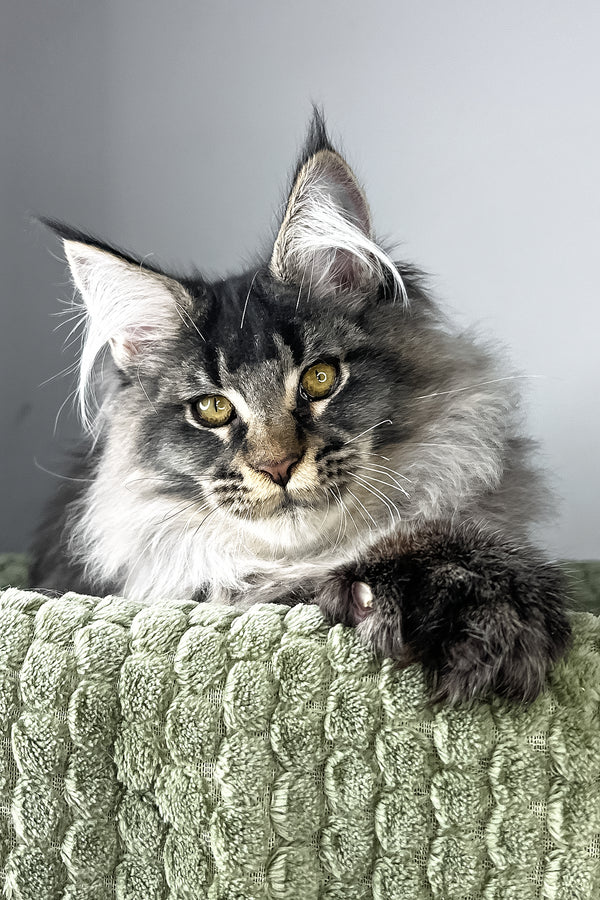 Mark | Polydactyl Maine Coon Kitten