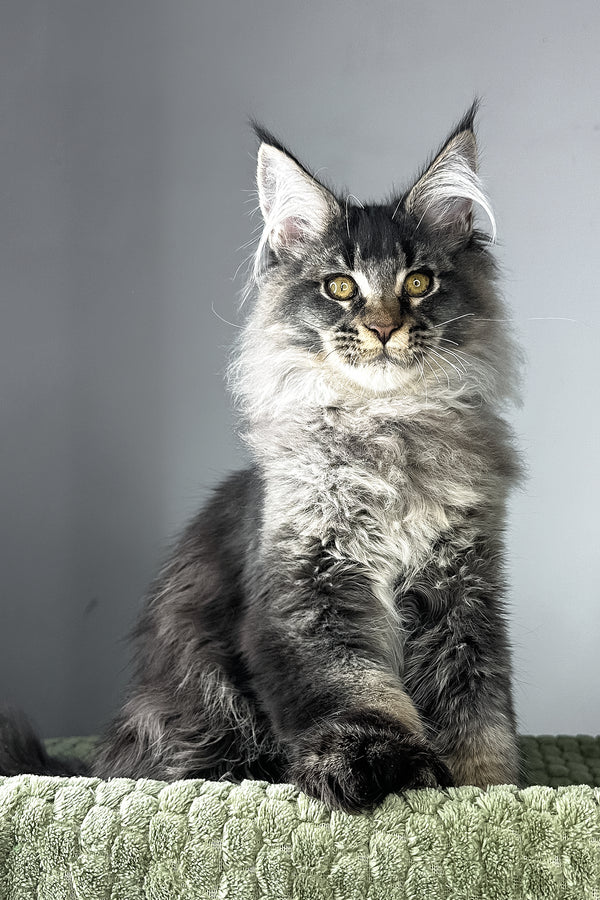 Mark | Polydactyl Maine Coon Kitten