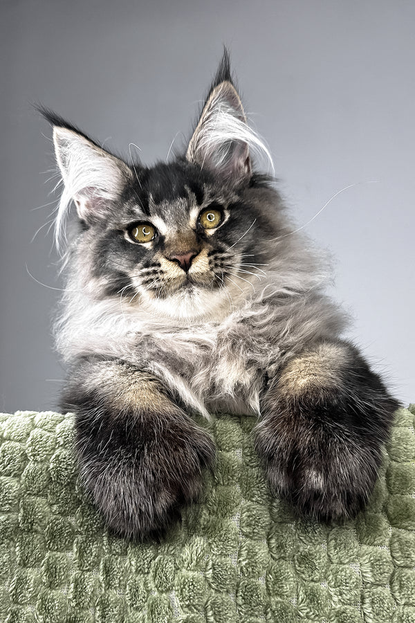 Mark | Polydactyl Maine Coon Kitten
