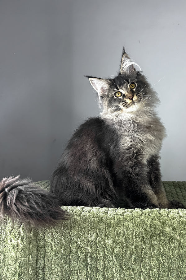 Mark | Polydactyl Maine Coon Kitten