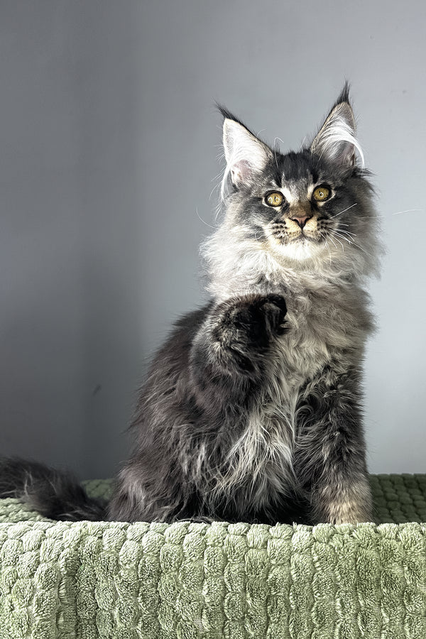 Mark | Polydactyl Maine Coon Kitten