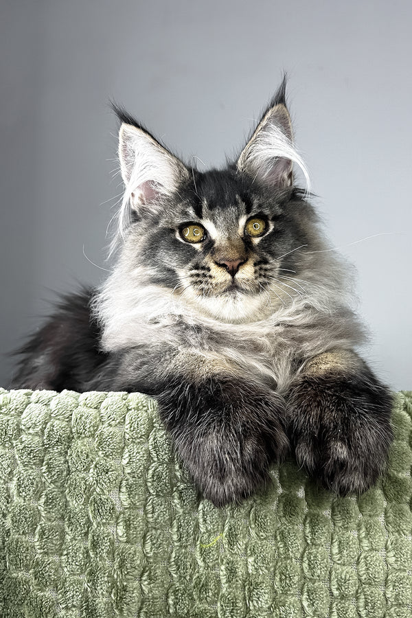 Mark | Polydactyl Maine Coon Kitten